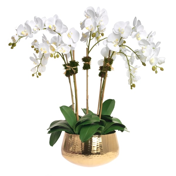Diane James Phalaenopsis orchid, 5 stems, in gold bowl - 34" x32"