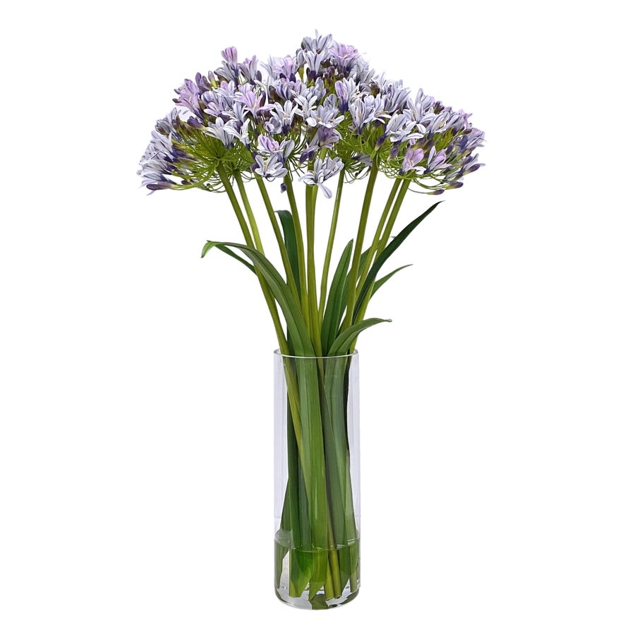 An image of Winward Blue Agapanthus in Vase