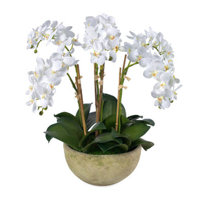 Diane James Small phalaenopsis orchids, 6 stems, in mossed bowl