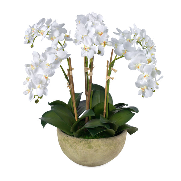 An image of Diane James Small phalaenopsis orchids, 6 stems, in mossed bowl