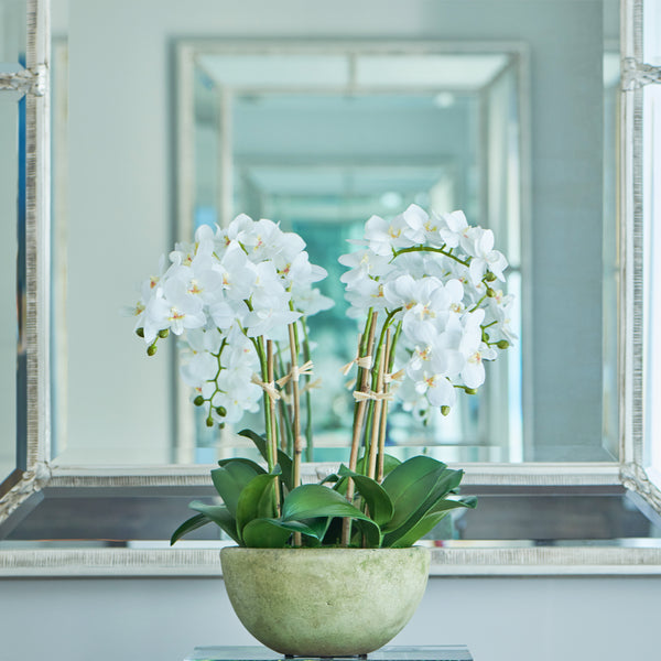 An image of Diane James Small phalaenopsis orchids, 6 stems, in mossed bowl