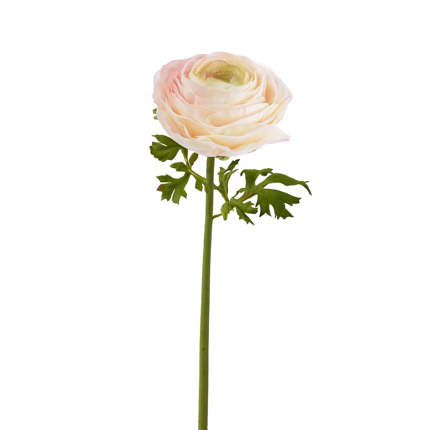 An image of Winward 22" Ranunculus