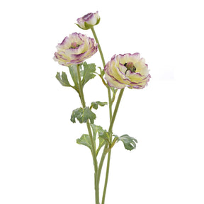 Winward 18.5" Open Ranunculus