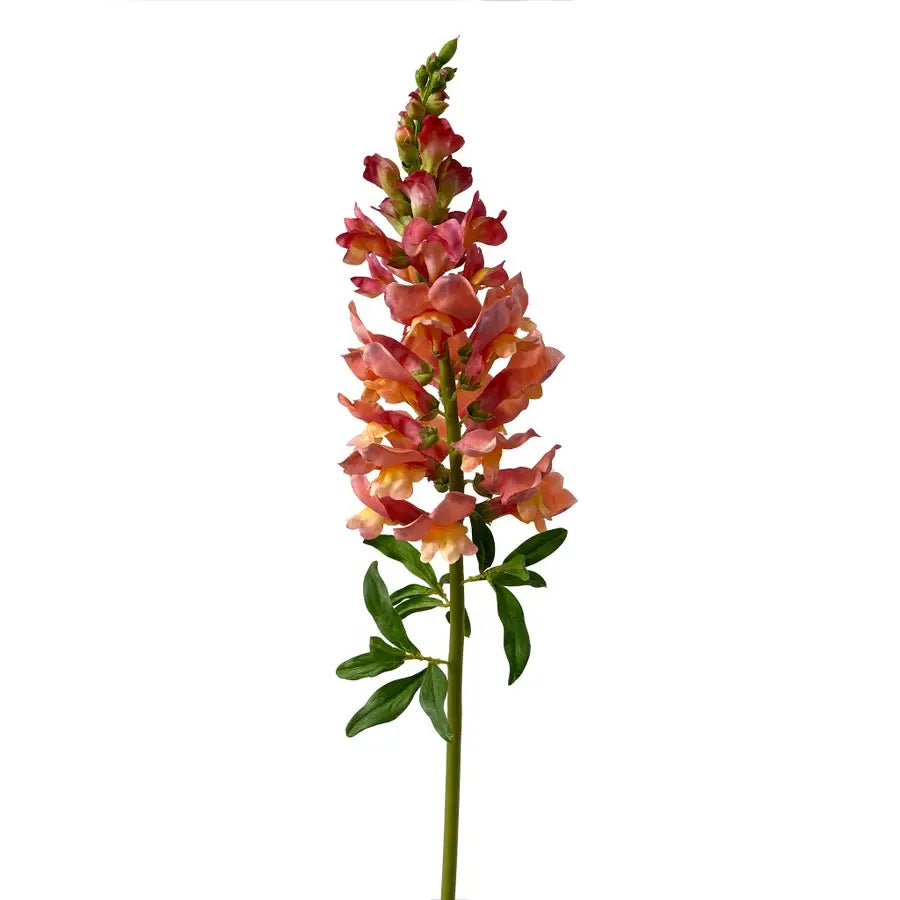 Winward Salmon Snapdragon Stem