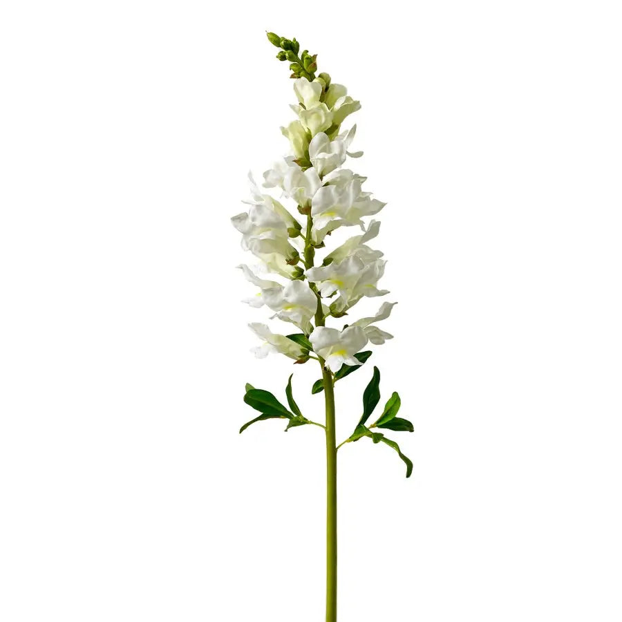 Winward White Snapdragon Stem