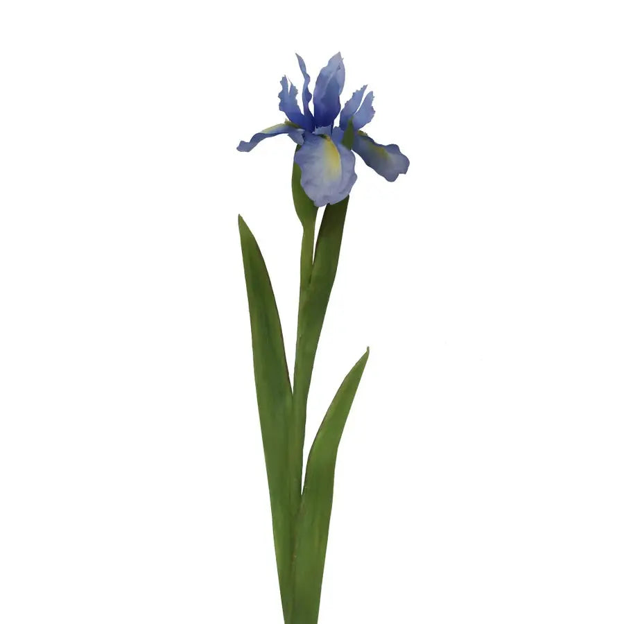 Winward Dutch Iris Stem Blue