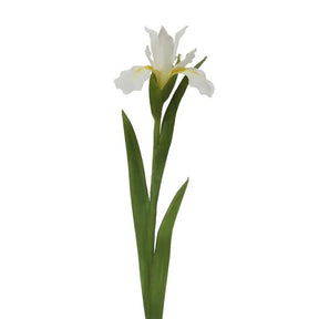 Winward Dutch Iris Stem White