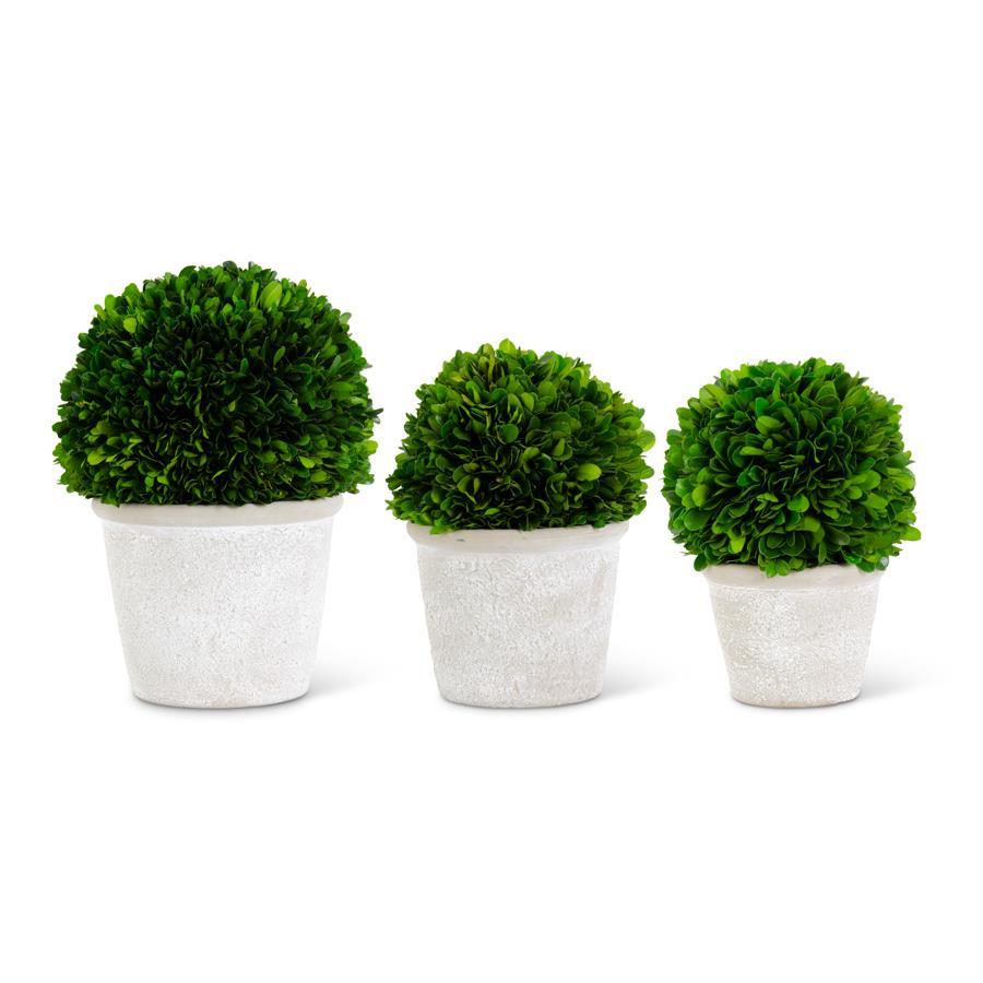 An image of K & K Boxwood Balls in Whitewash Pots - Set of 3