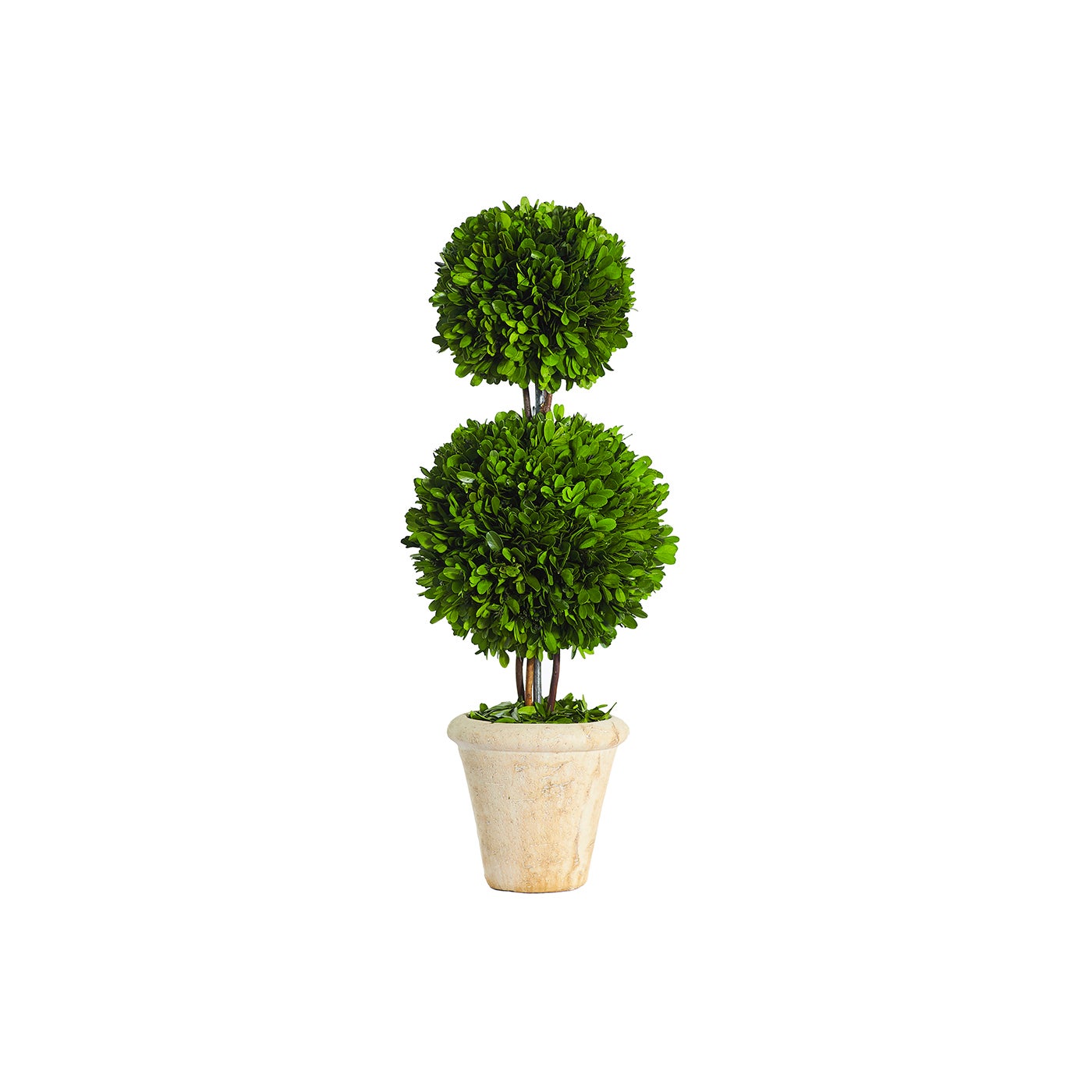 An image of Winward Double Ball Topiary in Pot