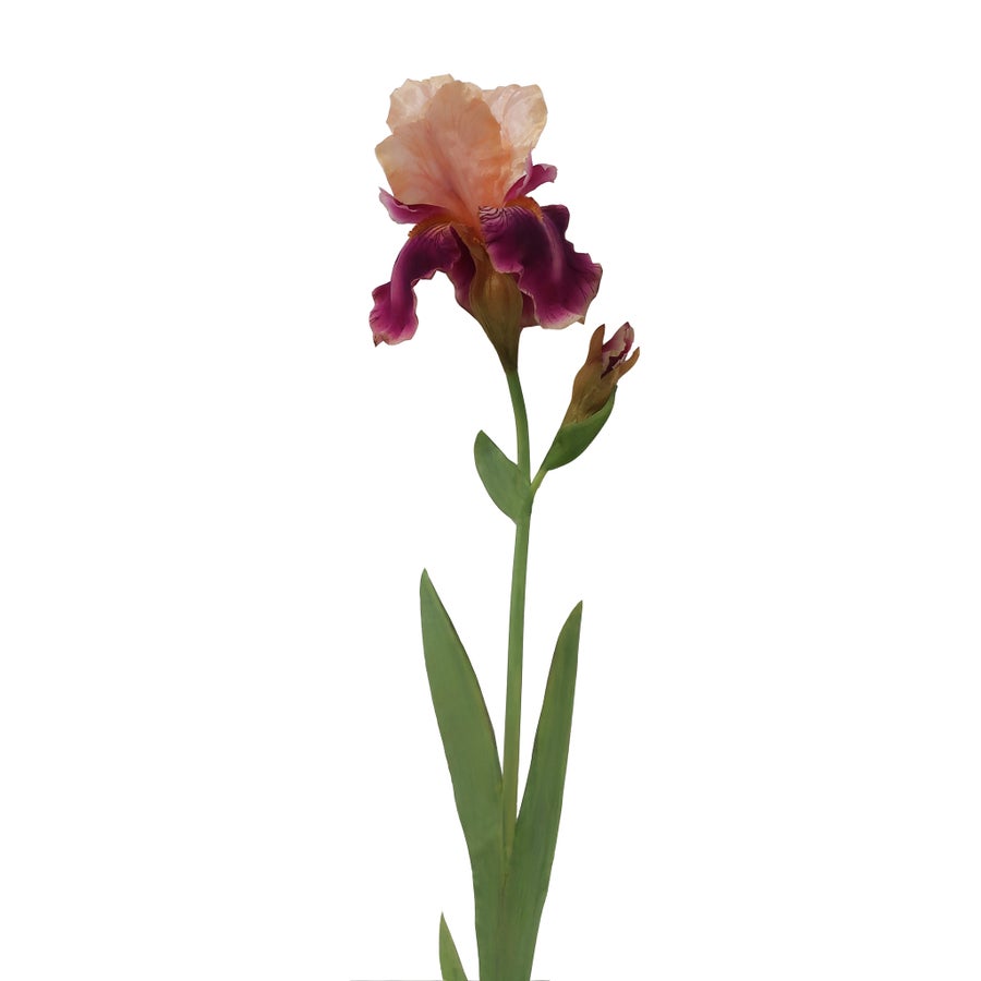 An image of Winward Bearded Iris 36" Stem