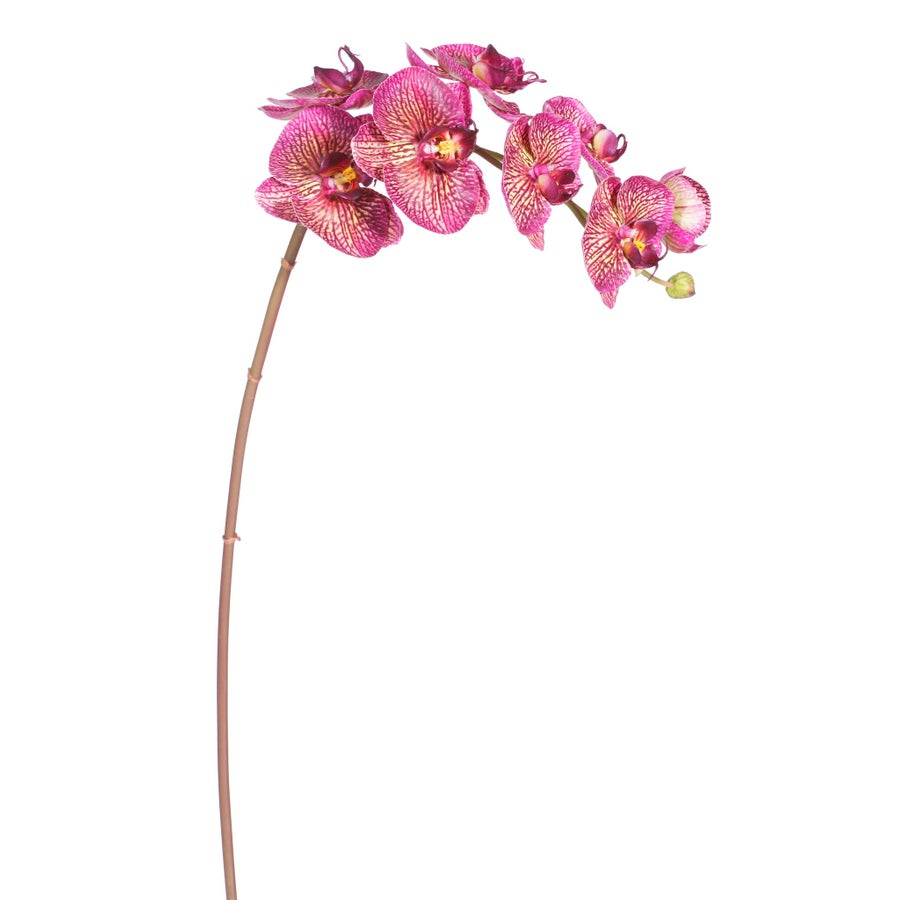 An image of Winward Orchid Phalaenopsis 34" Stem