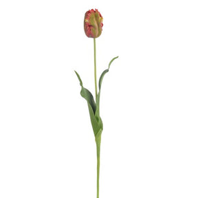 Winward 22.5" Tulip Parrot Bud