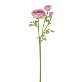 Winward Ranunculus 22.5" Stem