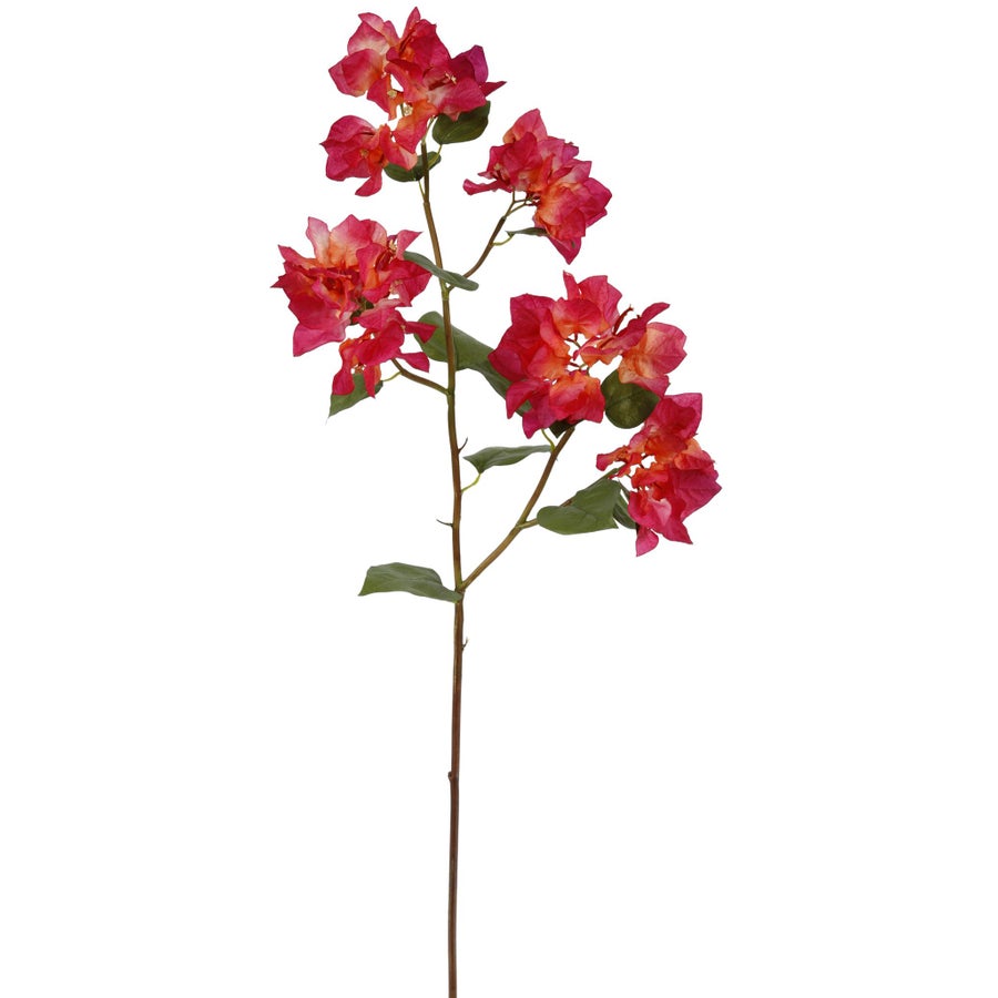 An image of Winward Bougainvillea 34.5" Stem