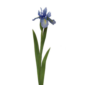 Winward Dutch Iris 30" Stem