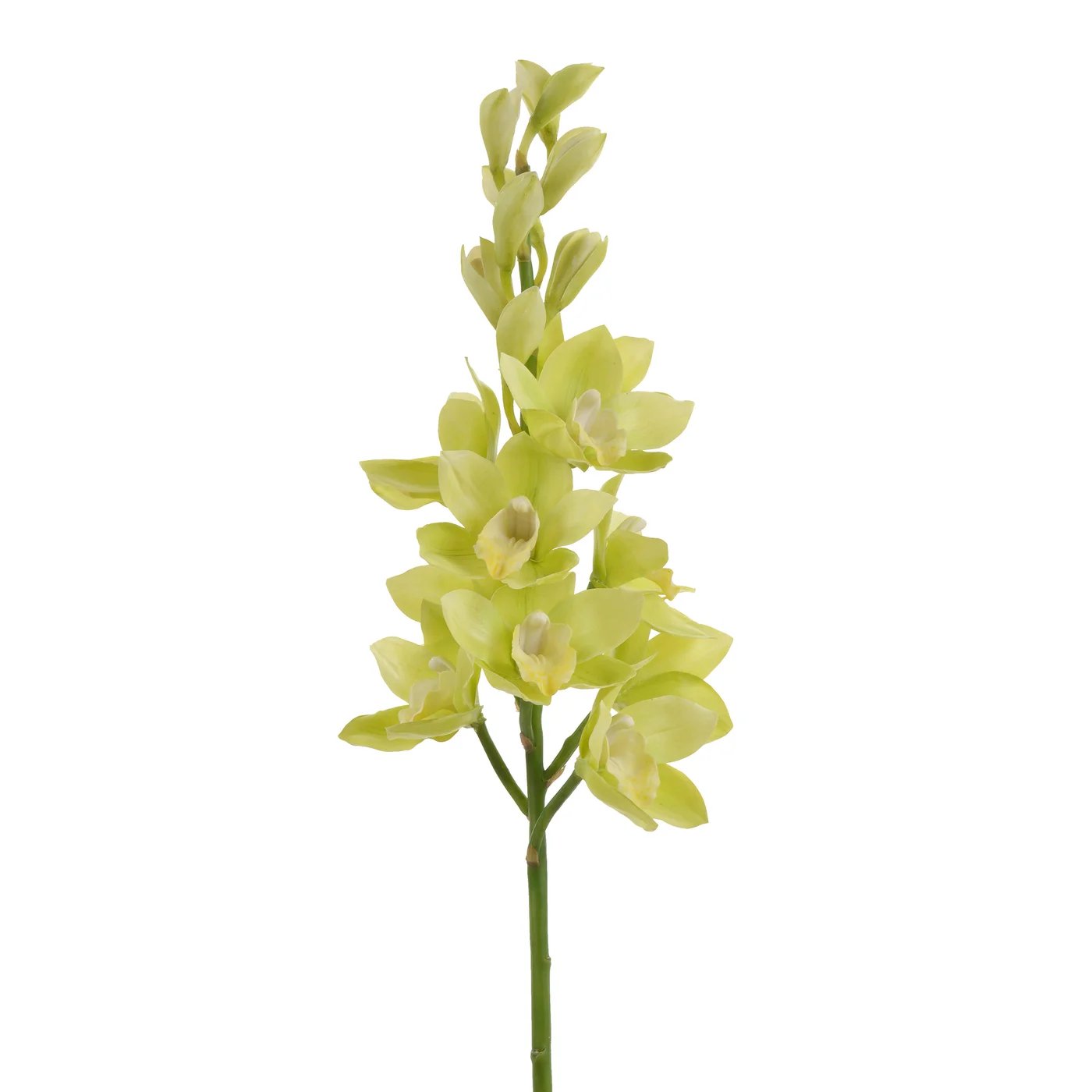 Winward 35" Orchid Cymbidium