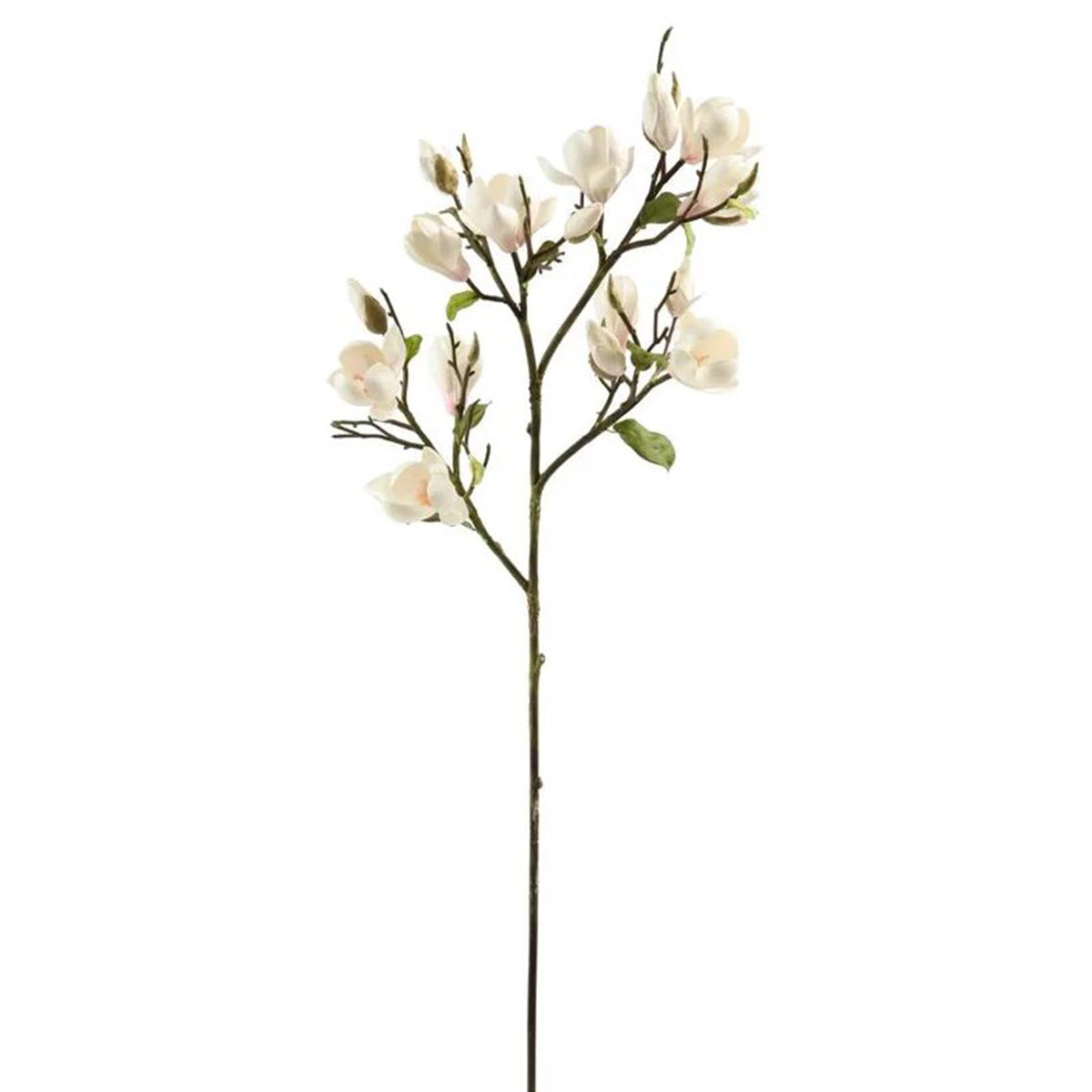 Winward Champagne Magnolia Tree Branch