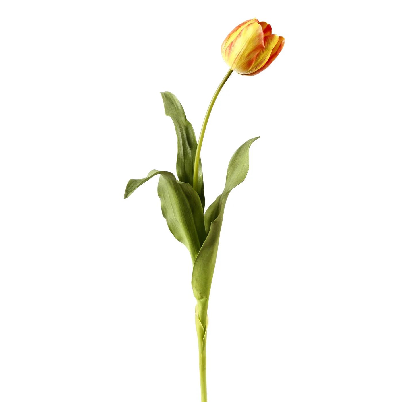 Winward 24.5" Dutch Tulip