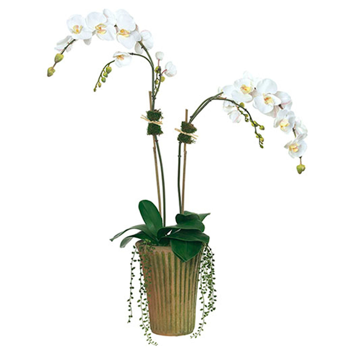 Diane James White Phalaenopsis Orchid in Mossy Planter