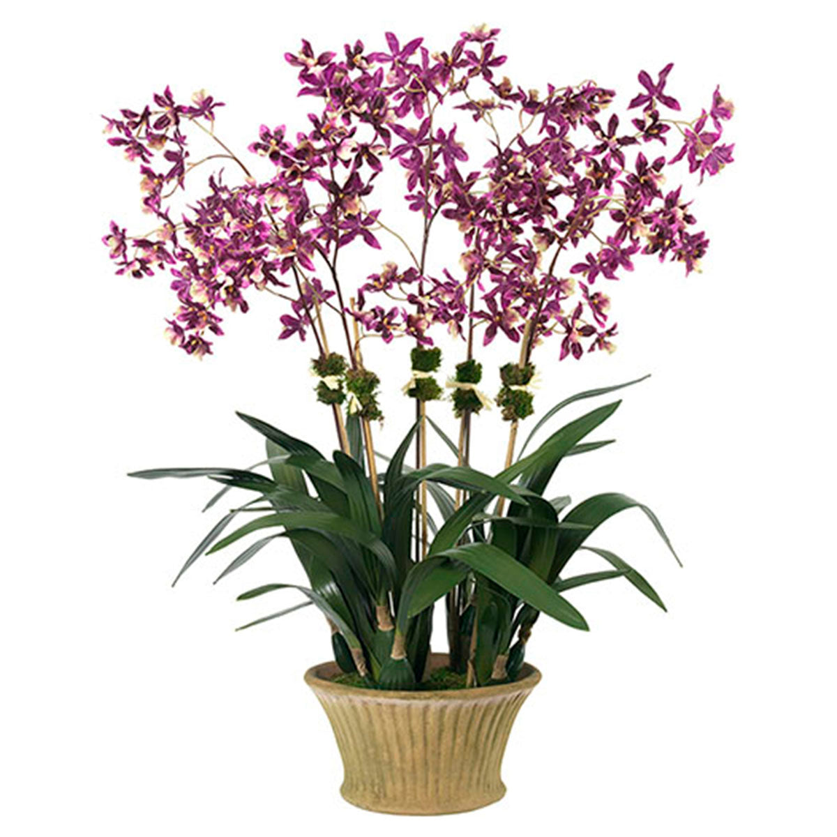 Diane James Purple Oncidium Orchid