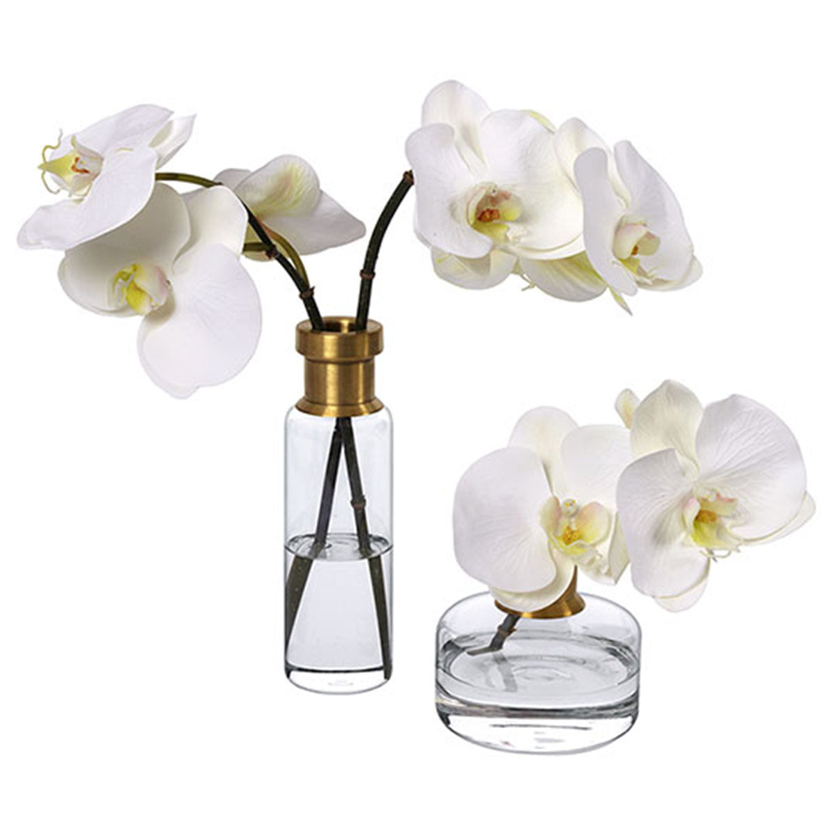 An image of Diane James Phalaenopsis Orchids in Vase