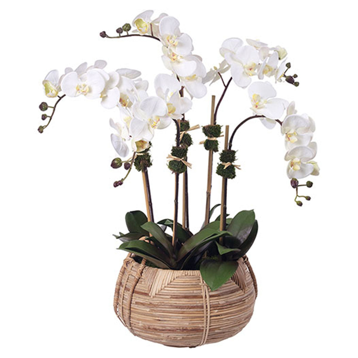 Diane James Cream Phalaenopsis Orchids in Cane Basket