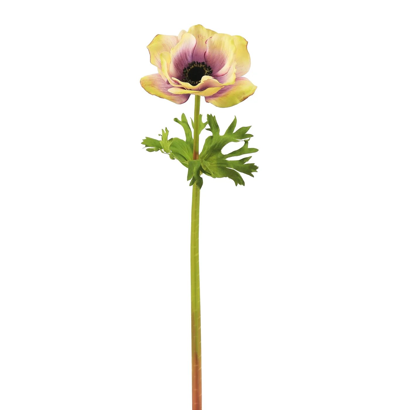 Winward 17.5" Poppy Anemone