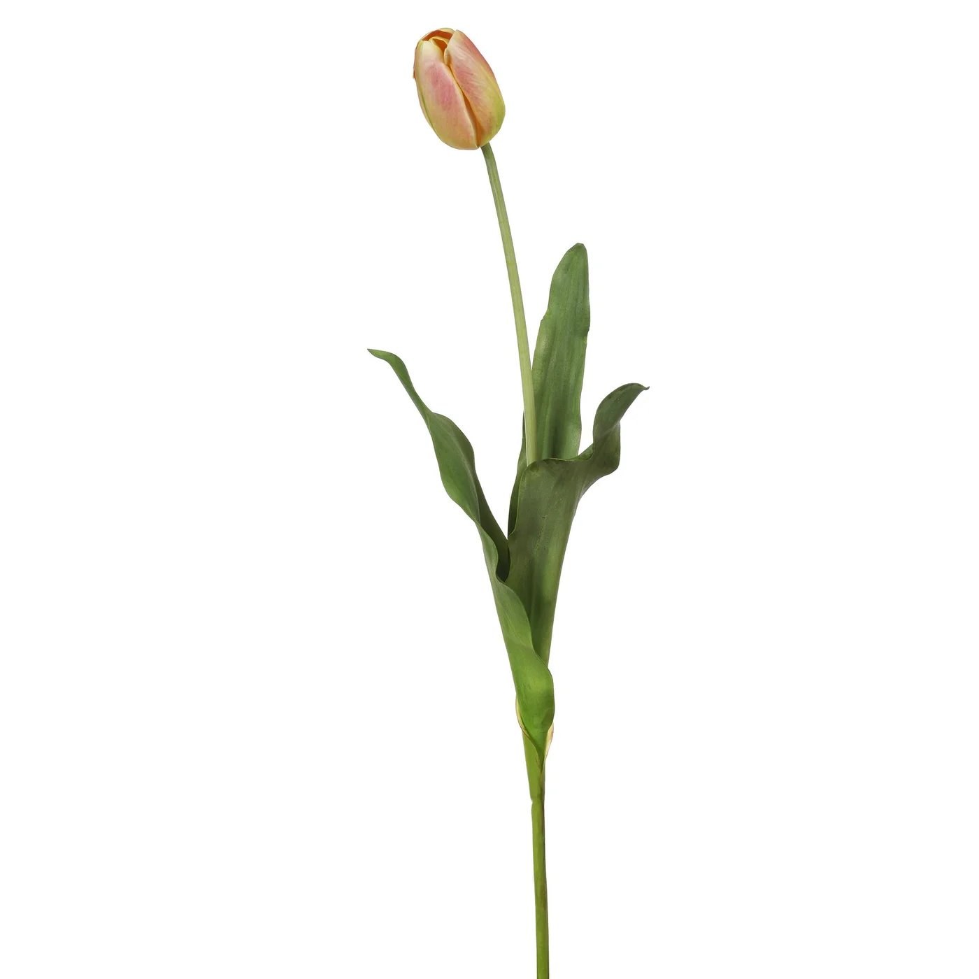 Winward 24.5" Closed Tulip Dutch