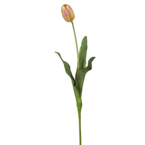 Winward 24.5" Closed Tulip Dutch