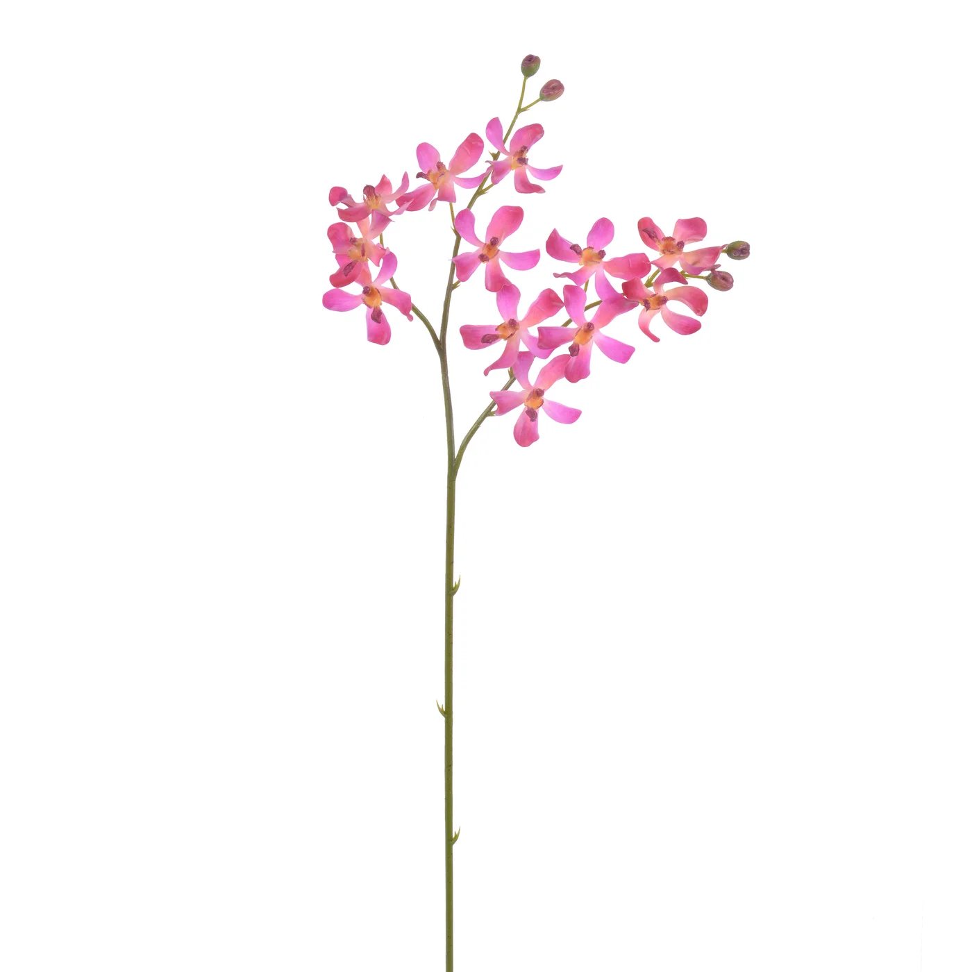 Winward 30" Vanda Lamellatau Orchid