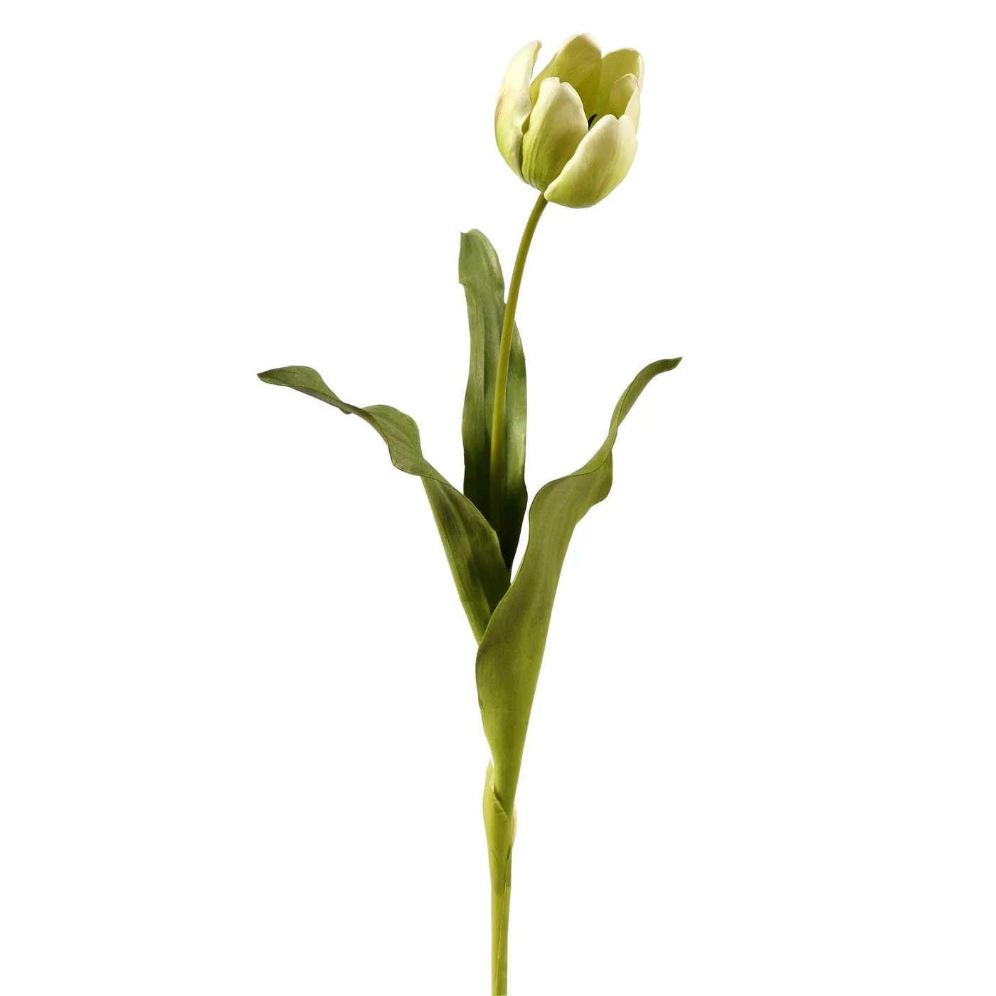 Winward 24.5" Dutch Tulip