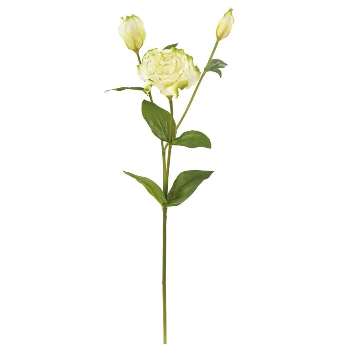 An image of Winward 22" Lisianthus Stem