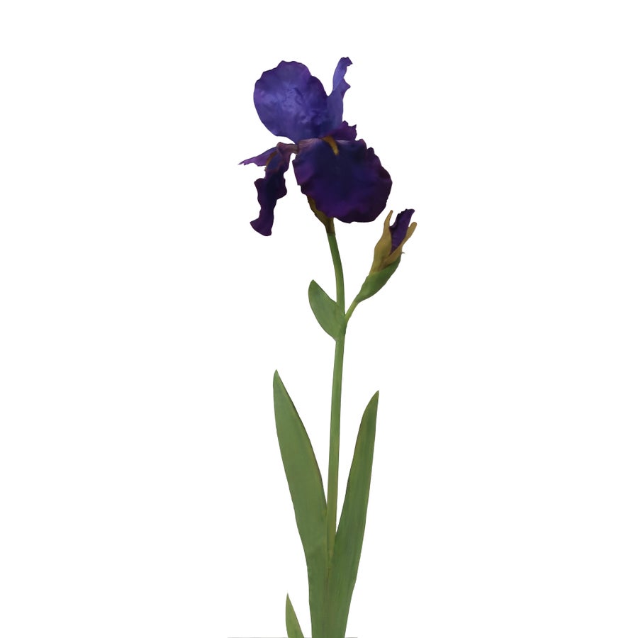 Winward Bearded Iris 36" Stem