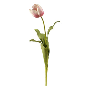 Winward 24.5" Dutch Tulip