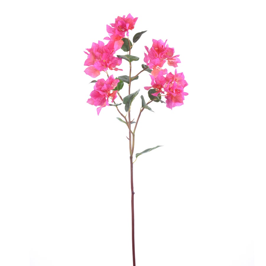 An image of Winward Bougainvillea 34.5" Stem